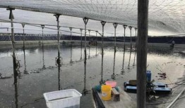 爆料养虾大棚视频播放,视频曝光养殖过程与奥秘